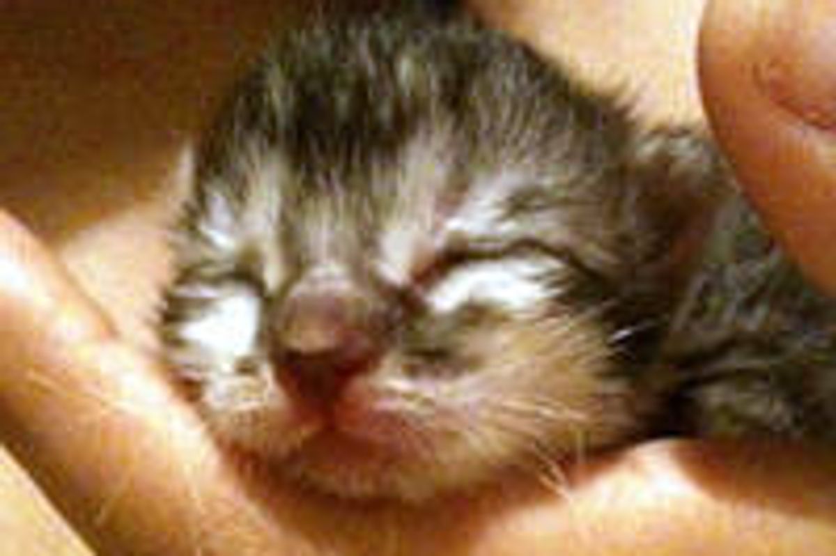 Journey of a Little Rescue Orphan Kitten