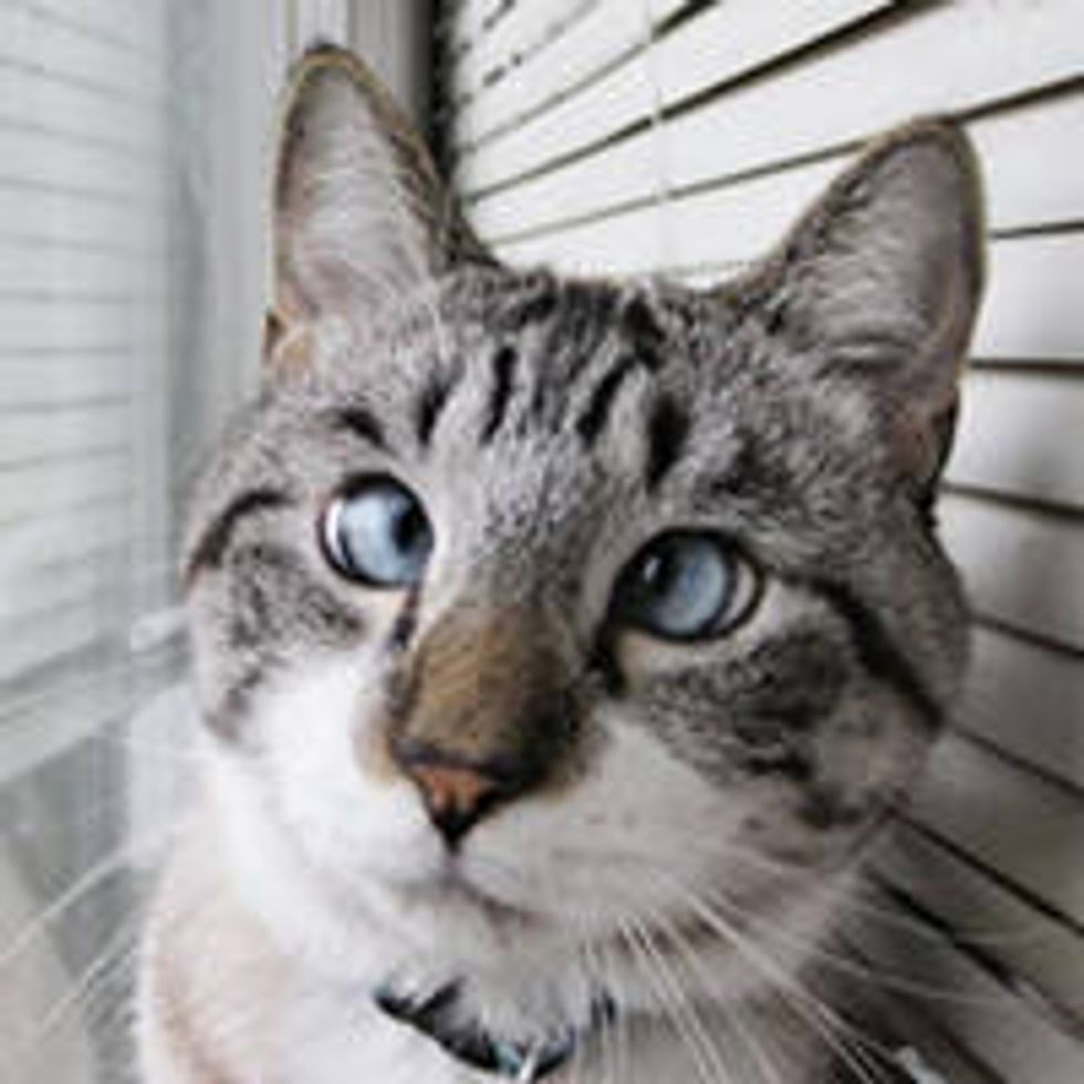Spangles the Cross Eyed Kitty