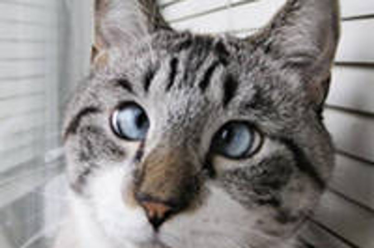 Spangles the Cross Eyed Kitty