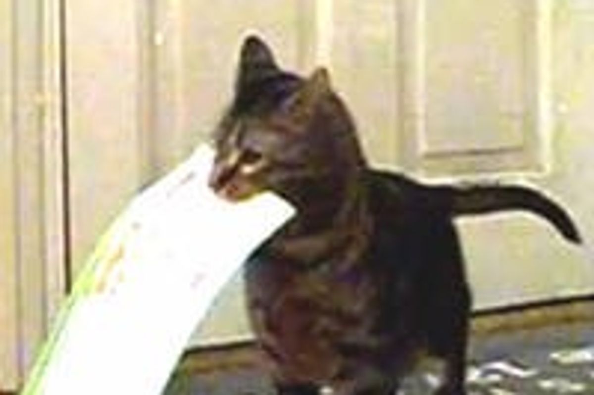 Kitty Gets Mail