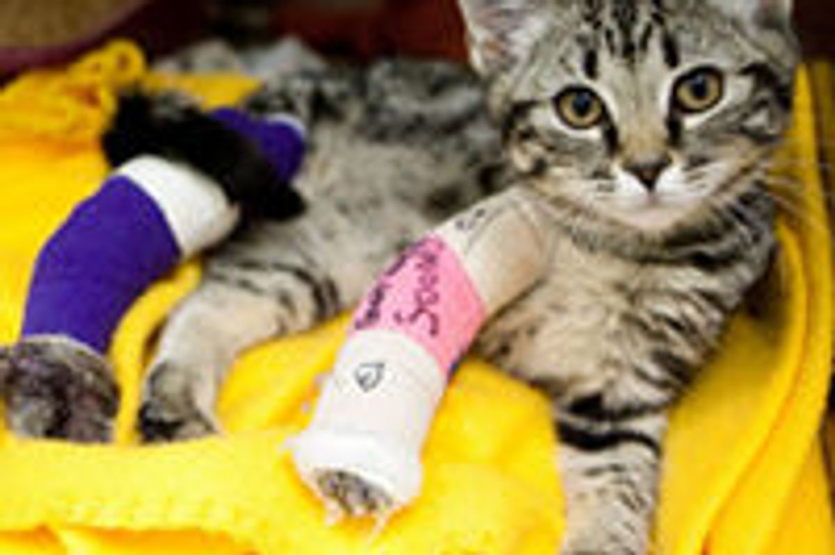 Rivers the Little Survivor from Buckshot, Recovering