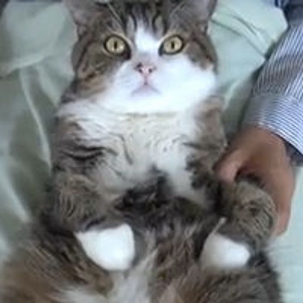 Maru Gets Nails Trimmed
