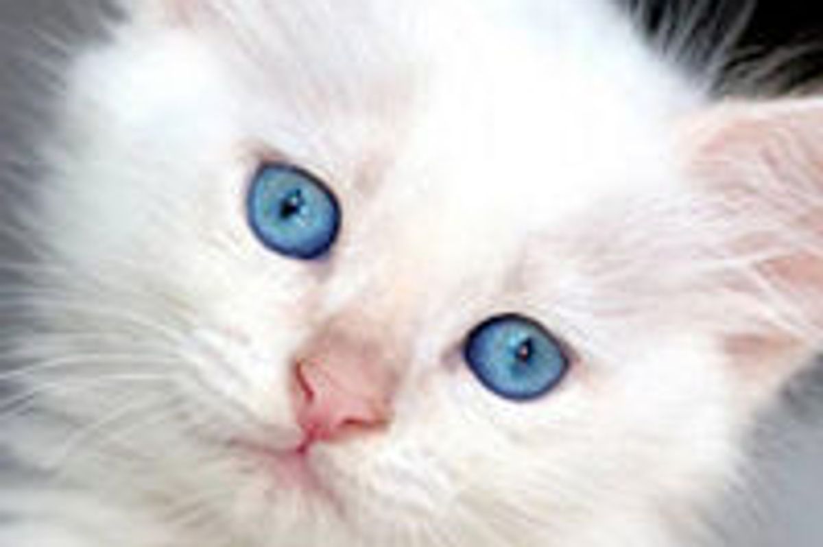 Marshmallow the Kitty from Backyard to Forever Home