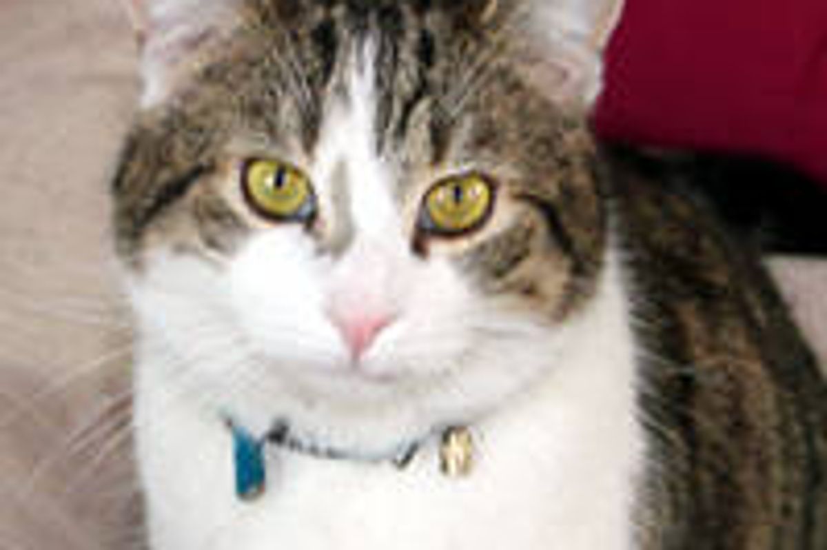 Larry the Cat Chief Mouser to the Cabinet Office