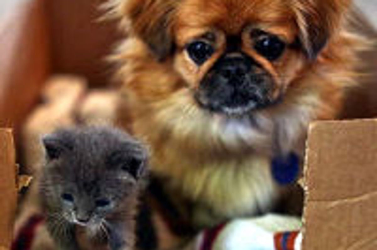 Dog Adopts and Nurses Orphan Kitten