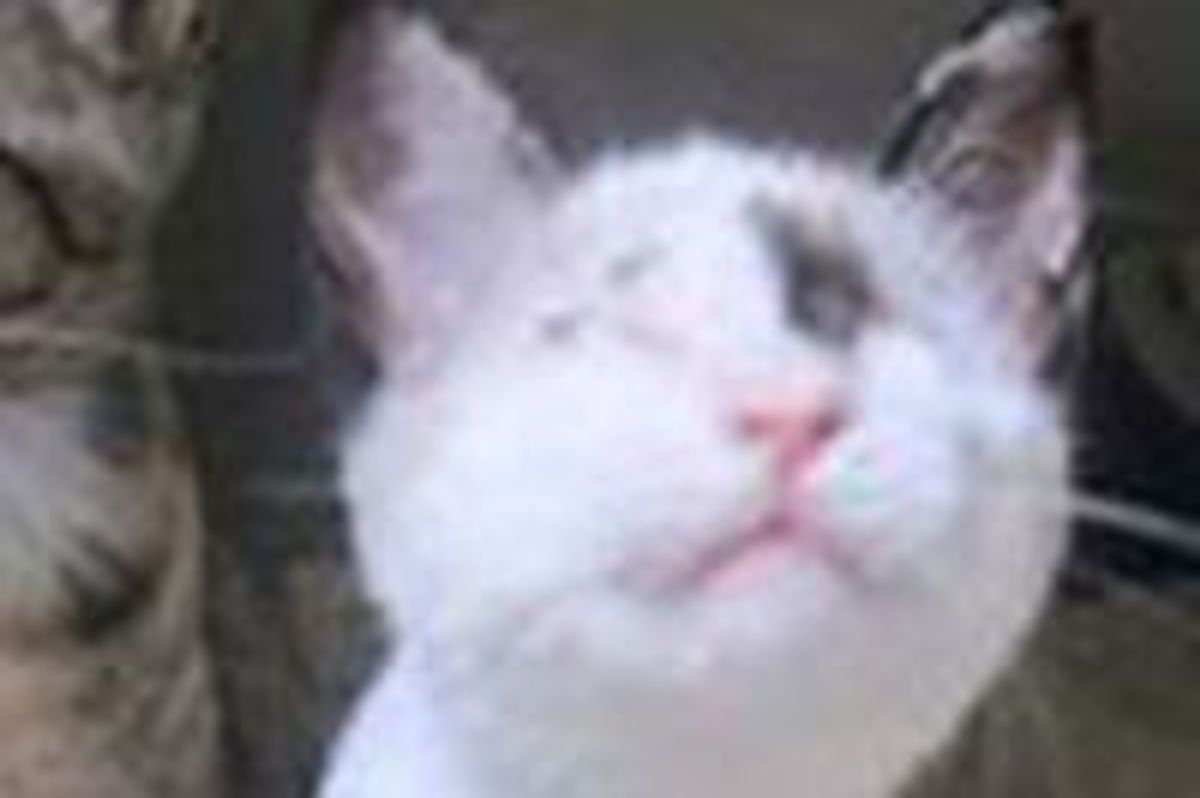 Blind Kitten Covered in Motor Oil Saved, Now Earns Happy Normal Life