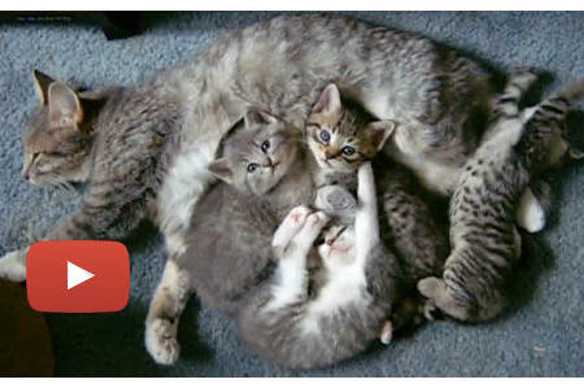 Cute Little Furballs in Action