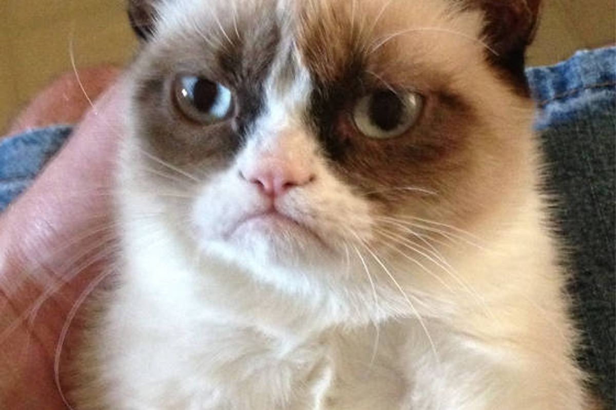 Grumpy the Cat
