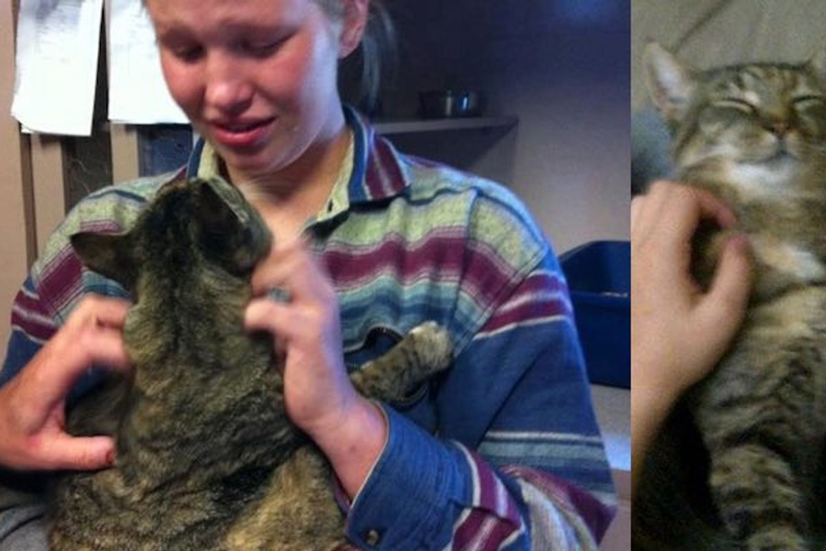 Cat Reunited with Owner a Year Later at Local Shelter