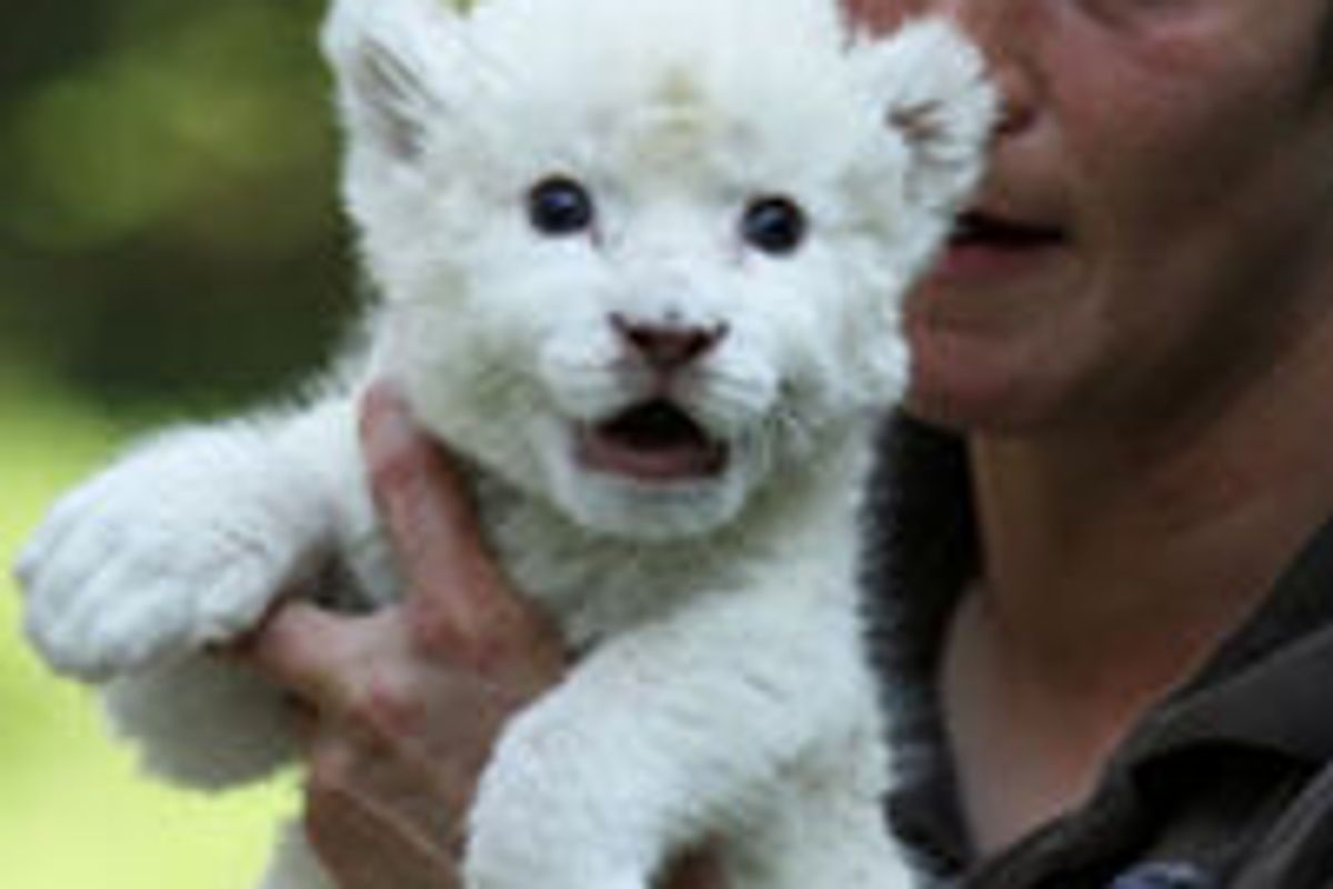 White Lion Cub Adopted by Dog