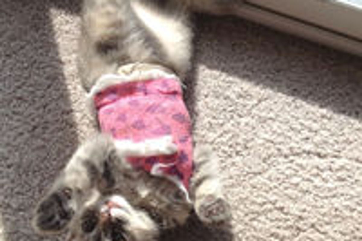 Kitty Gets Surgery, Now Happy and Full of Life