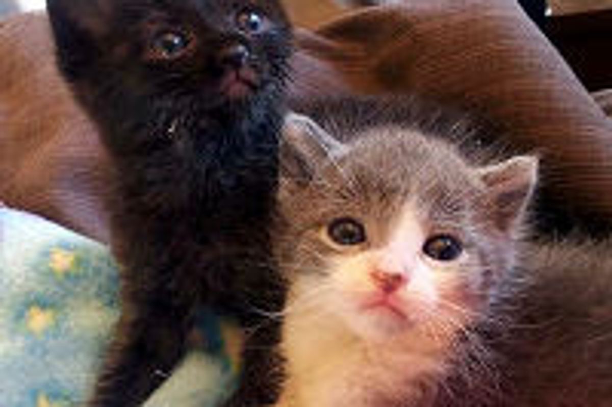 Love Changes Lives of Tiny Fosters