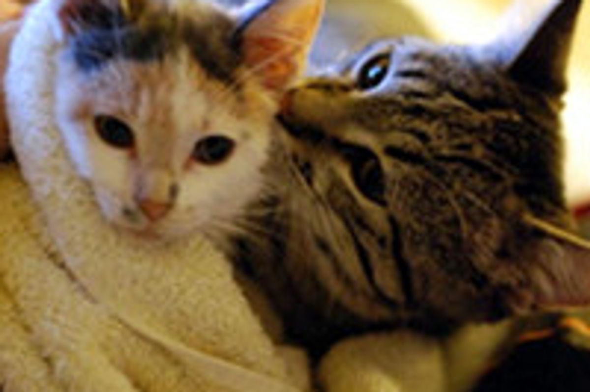 Pip the Wonder Kitty Meets Izzy the Kitten: Both Special in a Similar Way
