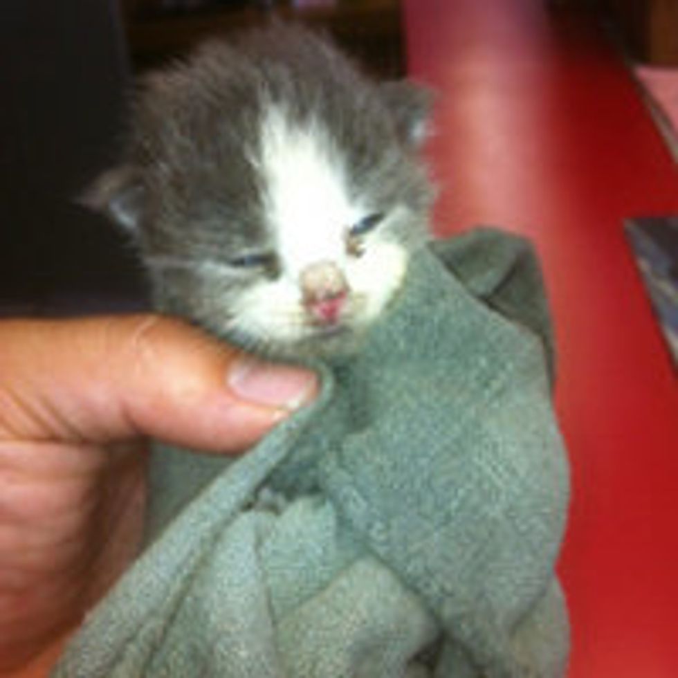 Two Kittens Found in Spare Tire are Given a Second Chance