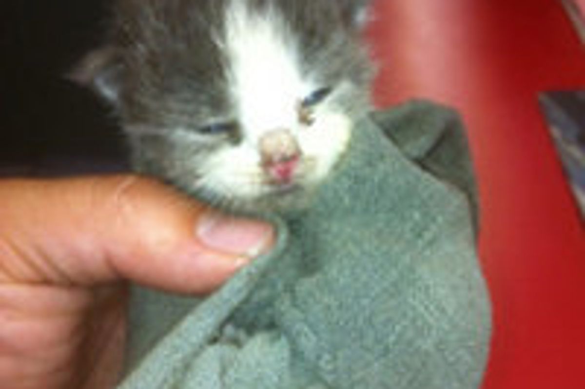 Two Kittens Found in Spare Tire are Given a Second Chance