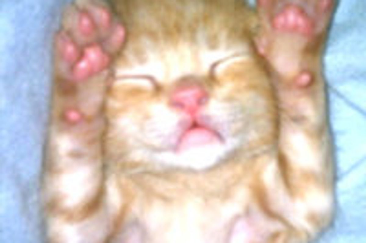 Tiny Ginger Kitten from Feral Life to Forever Loving Home