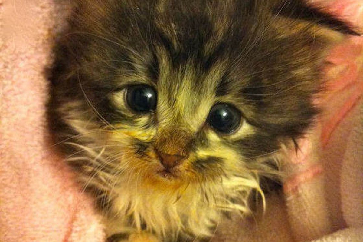 Little Bean the 3-week-old Orphan Kitten Strays into New Life