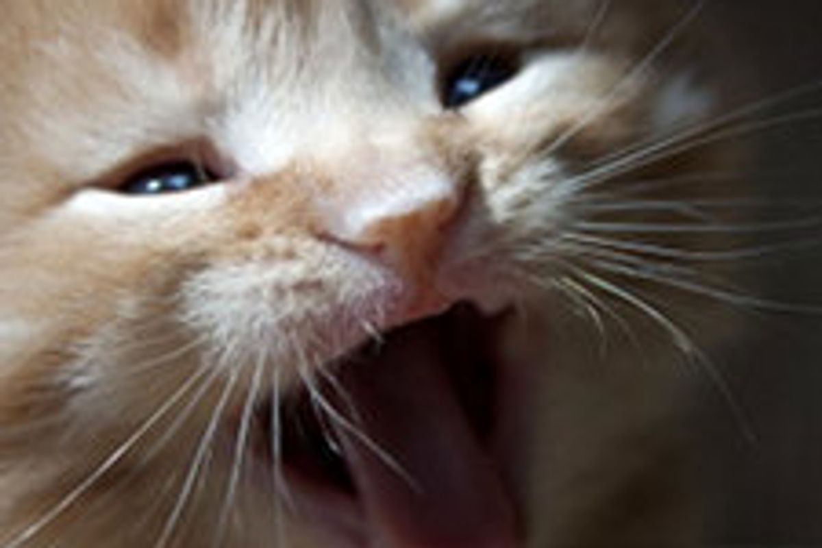 Tiny Ginger Runt Grows into Fluffy Happy Cat