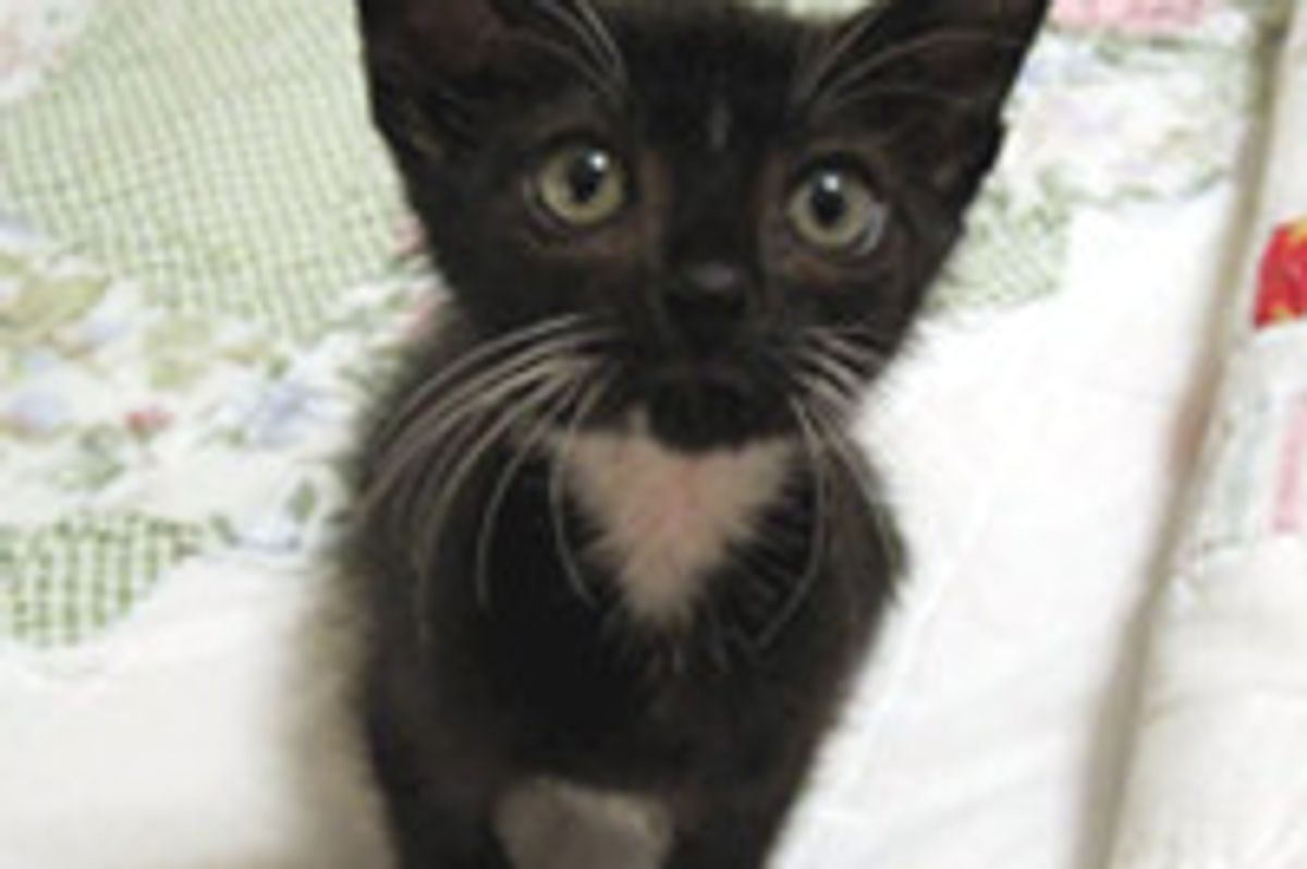 Tiny Tuxedo Kitten Saved at Car Wash, Now Living the Dream