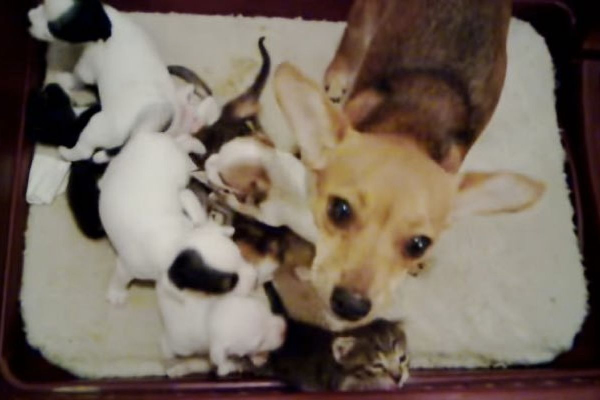 Rescue Dog Mama Insists 5 Orphan Kittens Belong to Her
