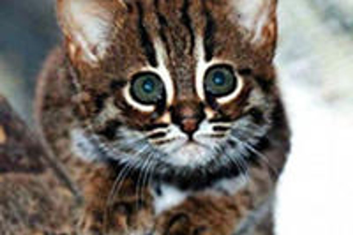 World's Smallest Wild Cats, Rusty-Spotted Cats, Make Appearance in Berlin