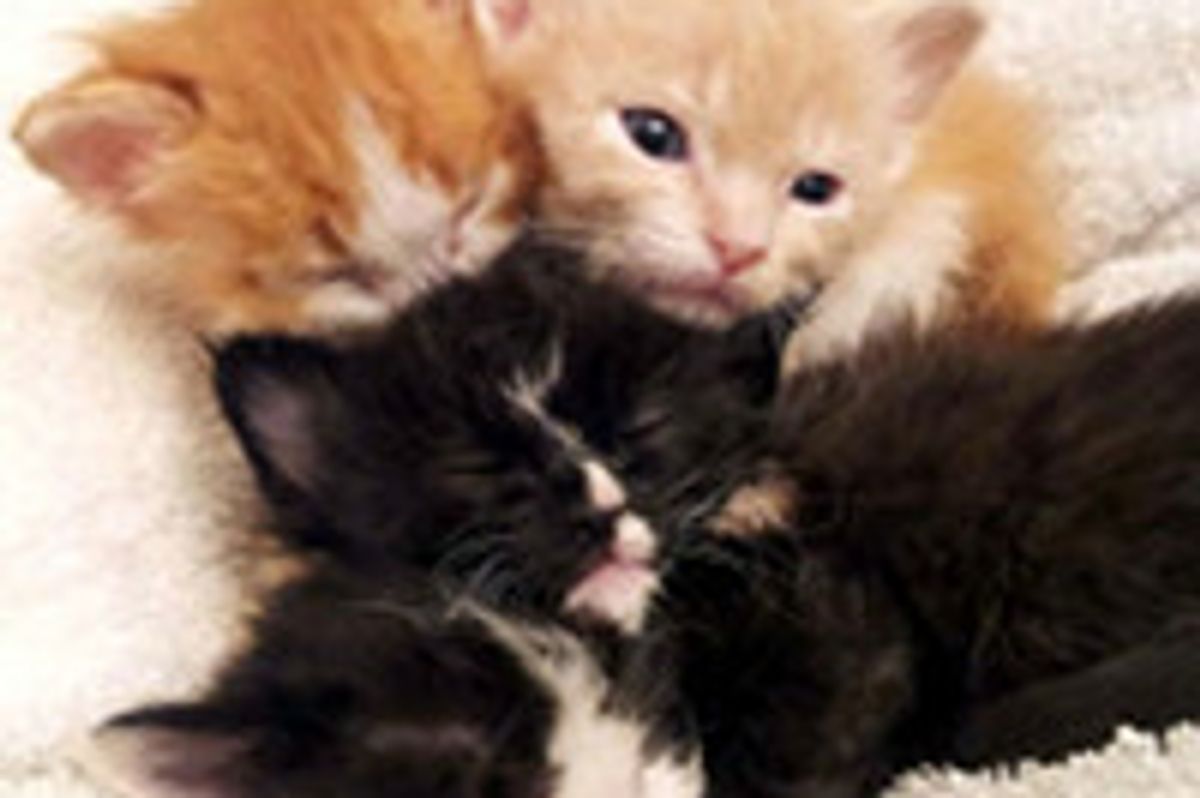 Four Fuzzy Kittens Found at Garage Sale Get a Second Chance