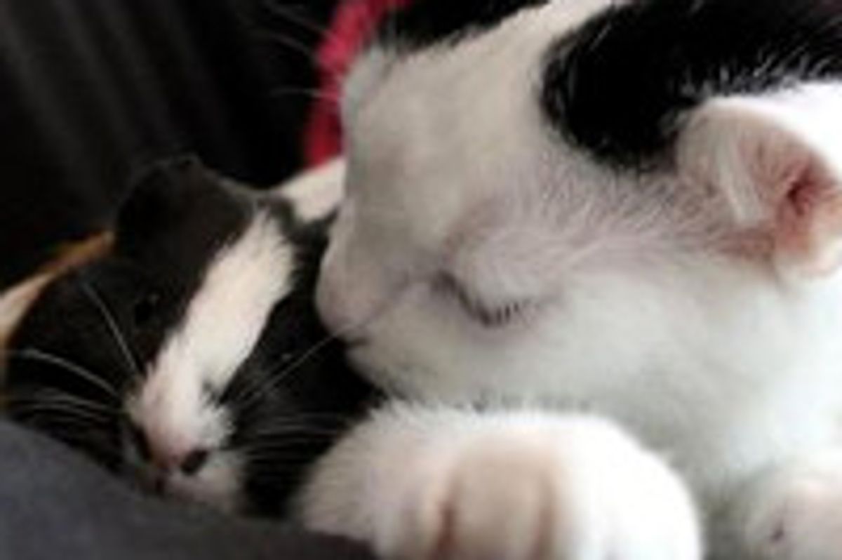 Cat and Guinea Pig: Unlikely Friendship