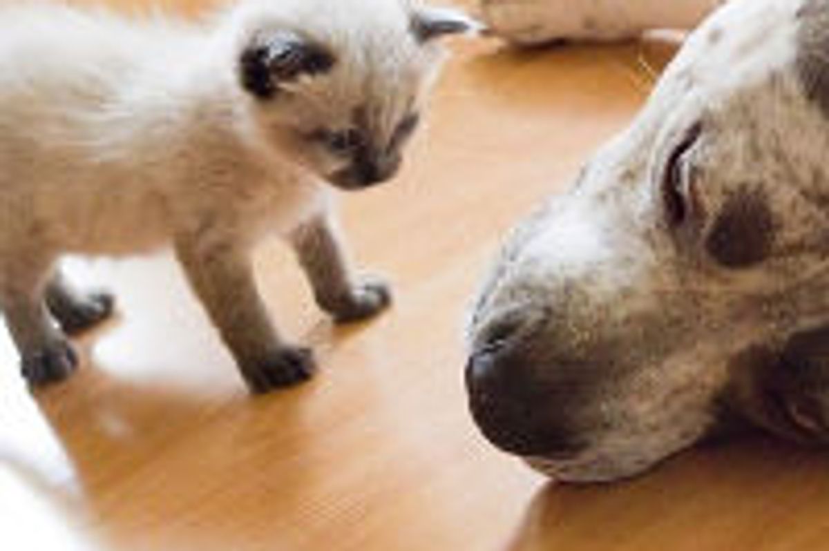 Ollie the Kitty and His Gentle Giant Furiend