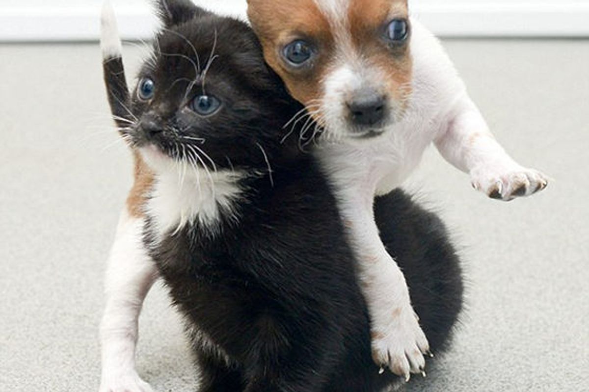 Rescue Kitty and Abandoned Puppy Brought into Shelter Together Now Are Like Sisters