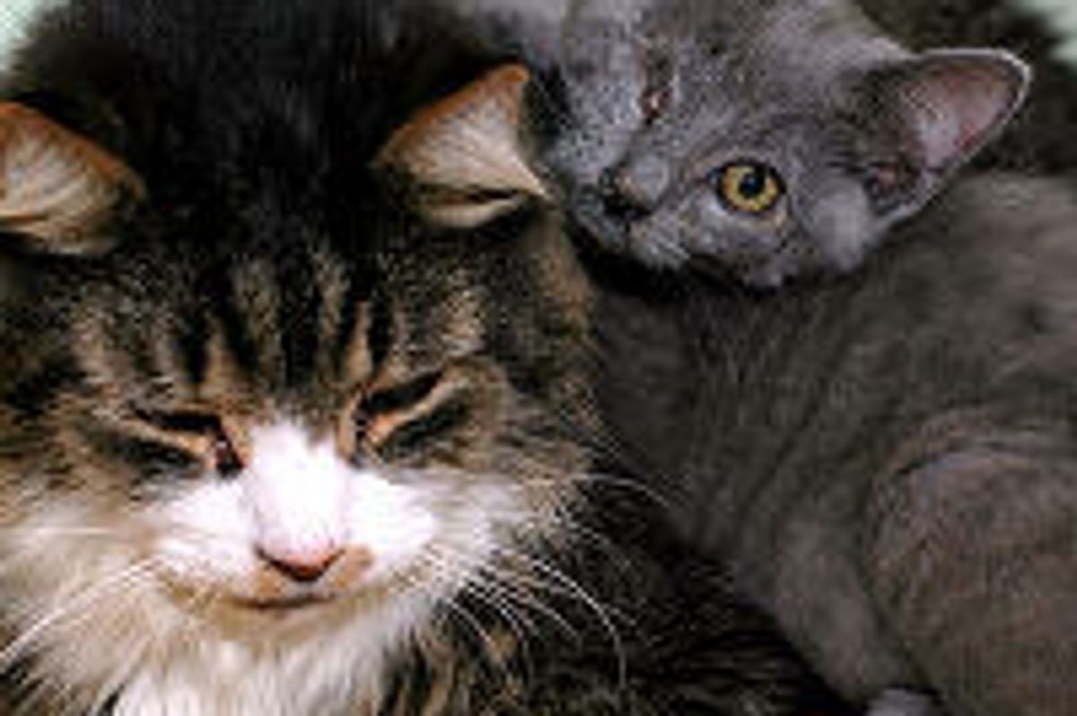 Rescue Kitten Lost an Eye but Found Love in Blind Cat