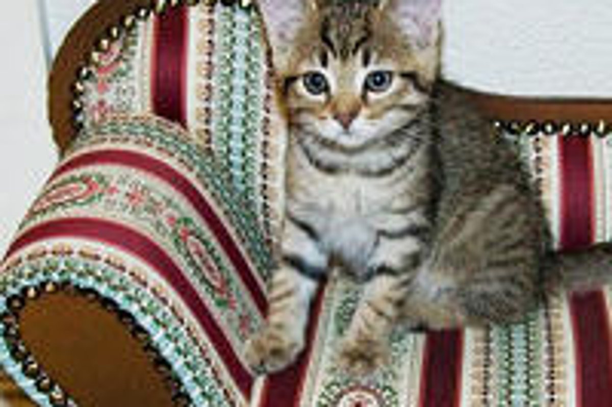 Kitty and Her Sofa: Then and Now