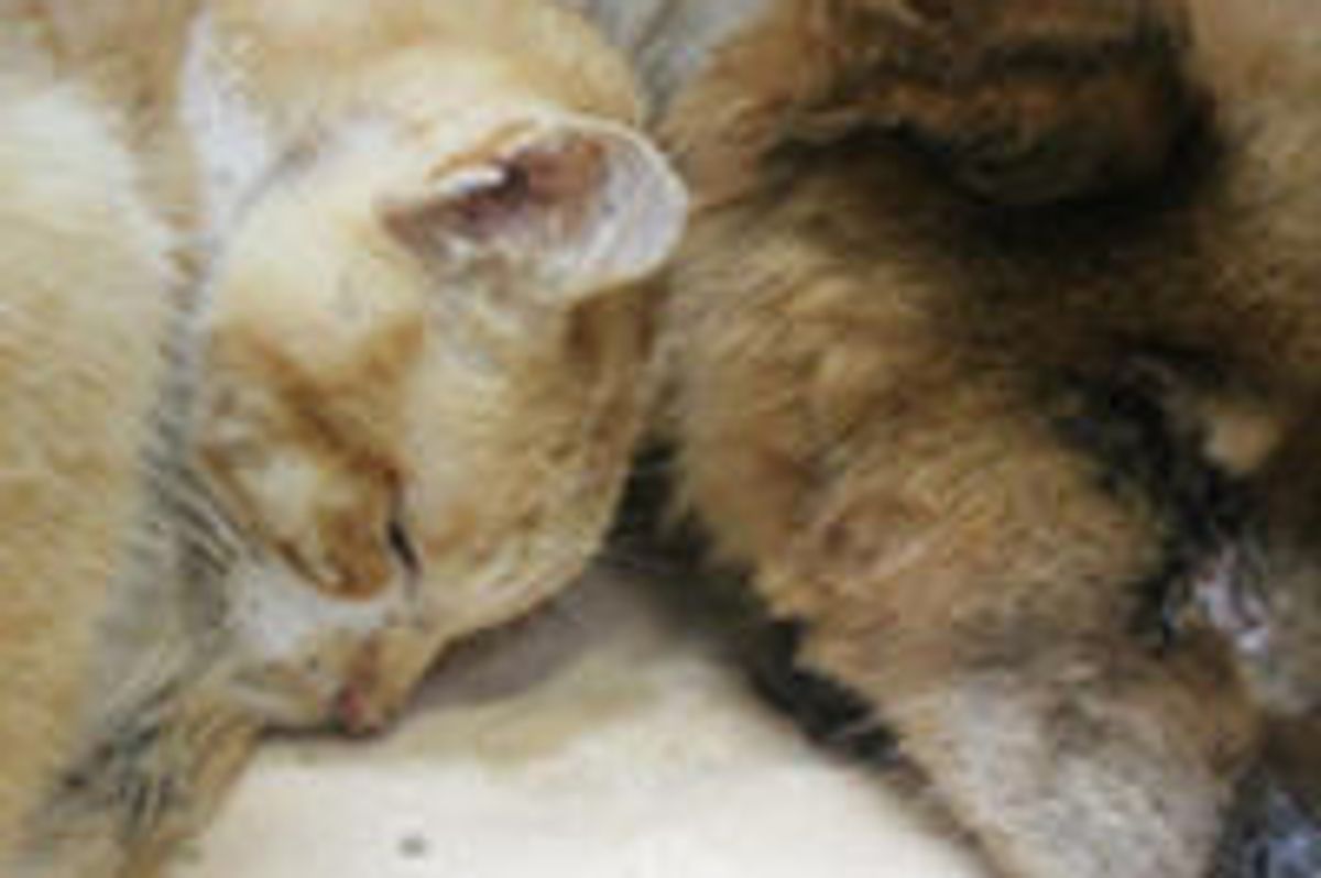 Rescue Cat and Dog Help Each Other Through Thick and Thin