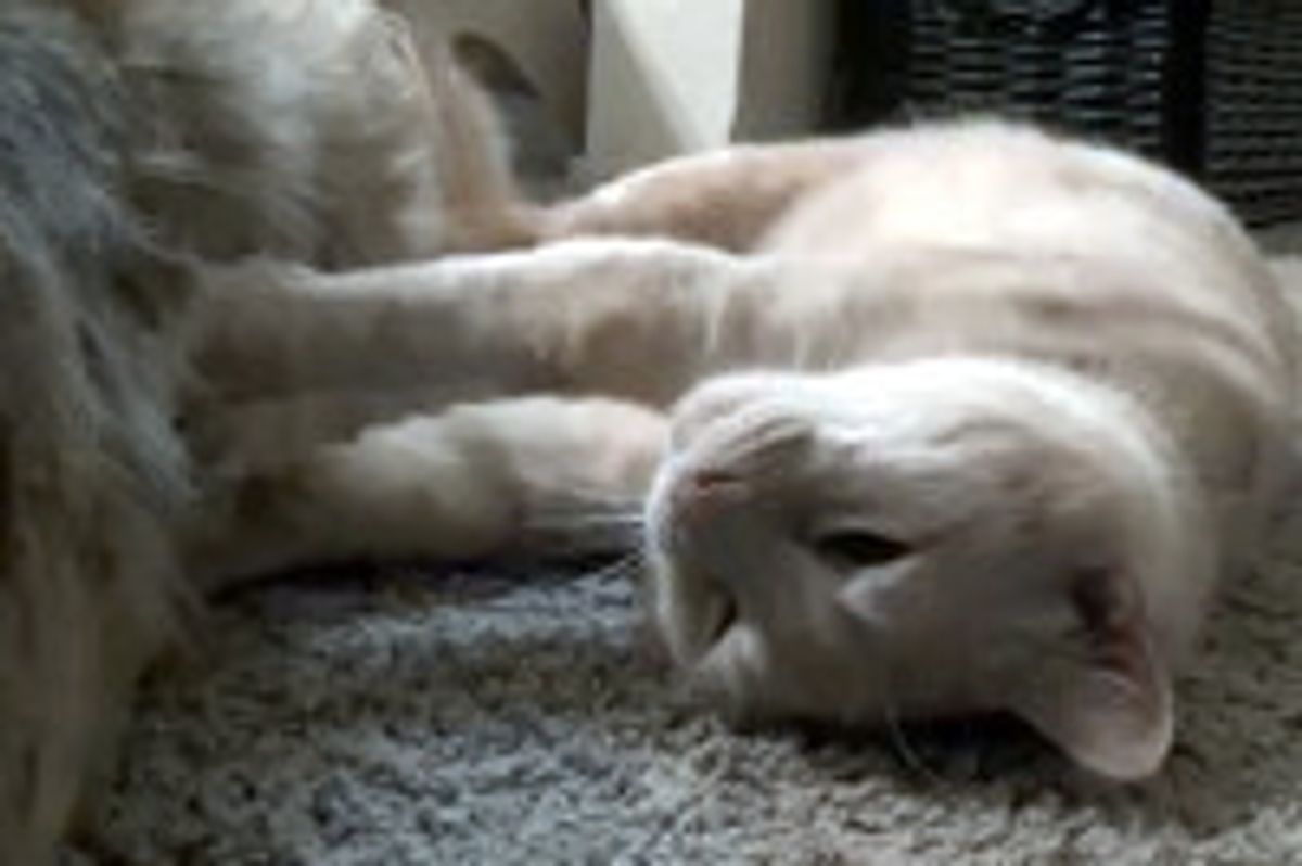 Flufferpants the Cat Gives Dog a Kitty Massage