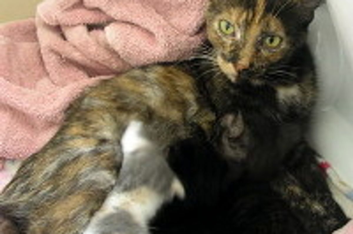 Super Cat Mama Adopts Abandoned Kittens