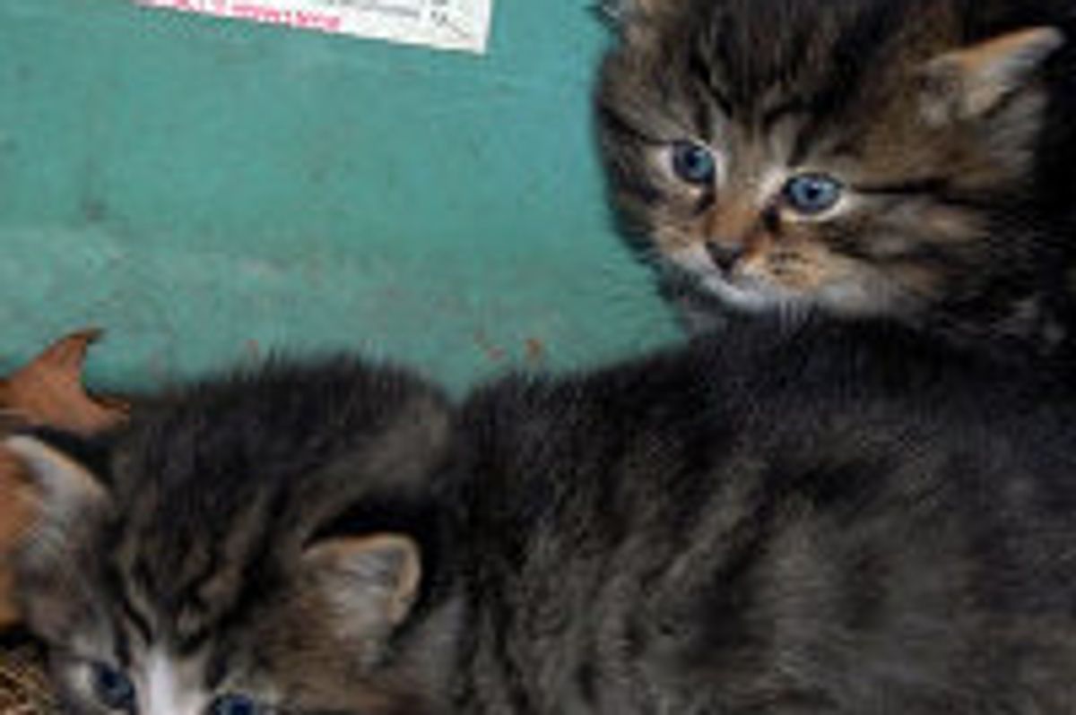 Feral Kittens Found by Dog Under a Boat