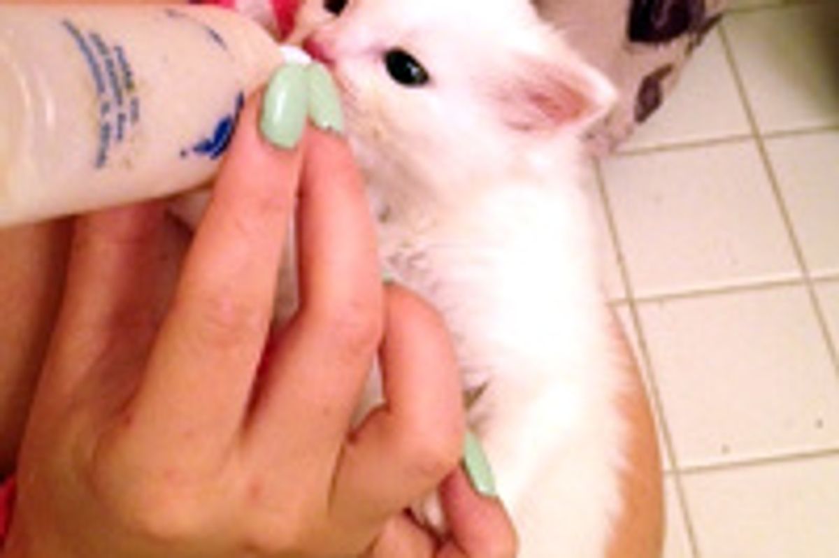 Brûlée the Feral Kitten Rescued from Animal Control and Given a Second Chance