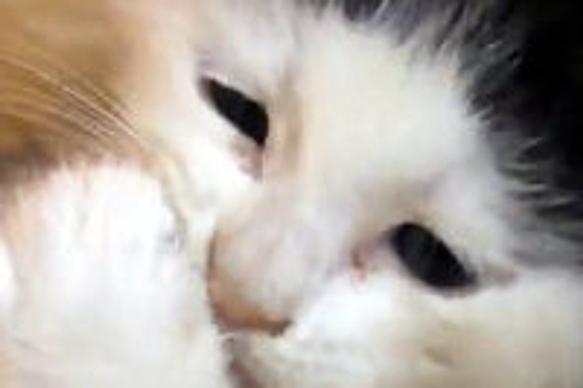 Pancake the Foster Will Steal Your Heart