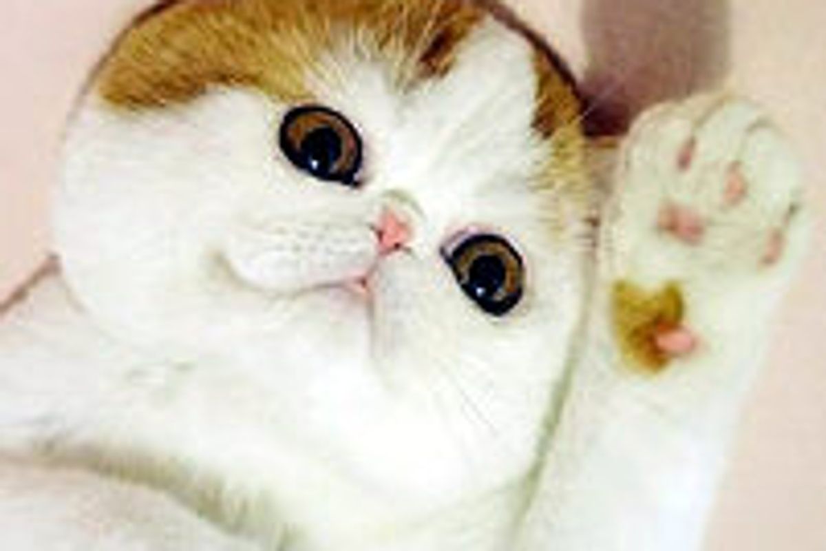 Snoopy the Cat, New Internet Sensation