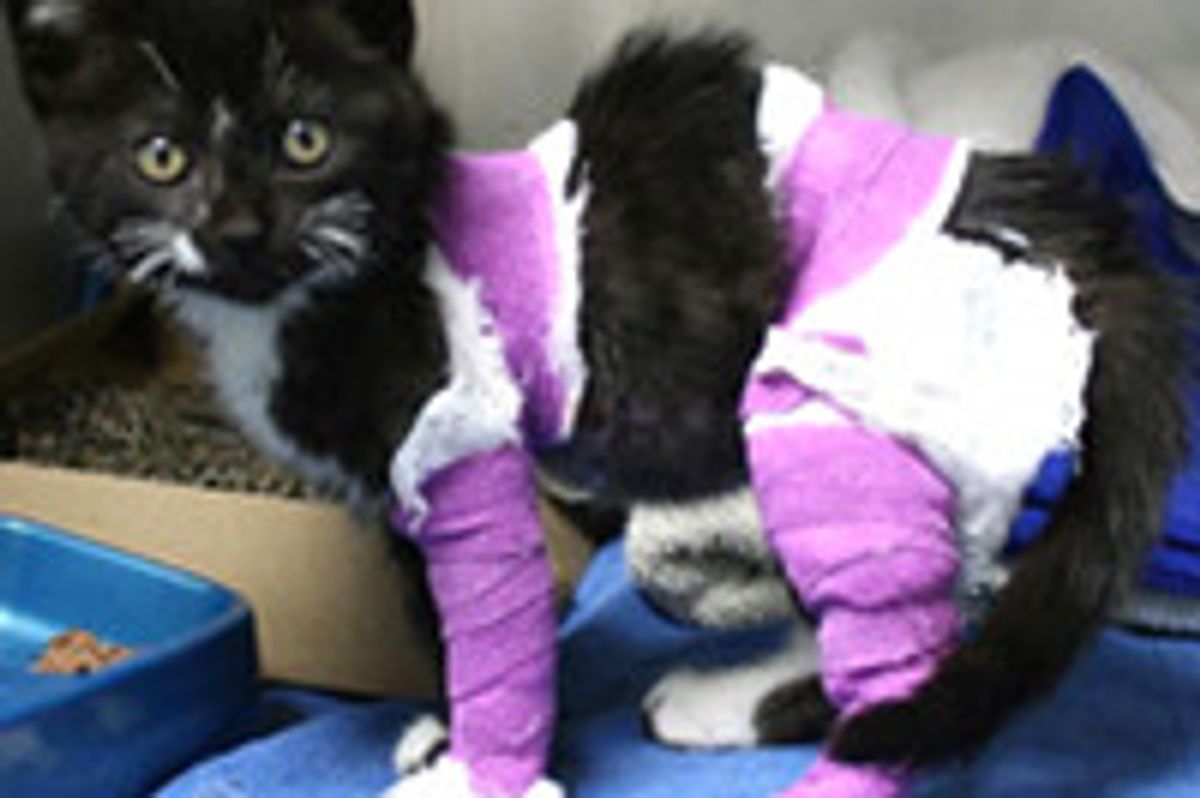 10-week-old Kitten with Burns Finds Hope