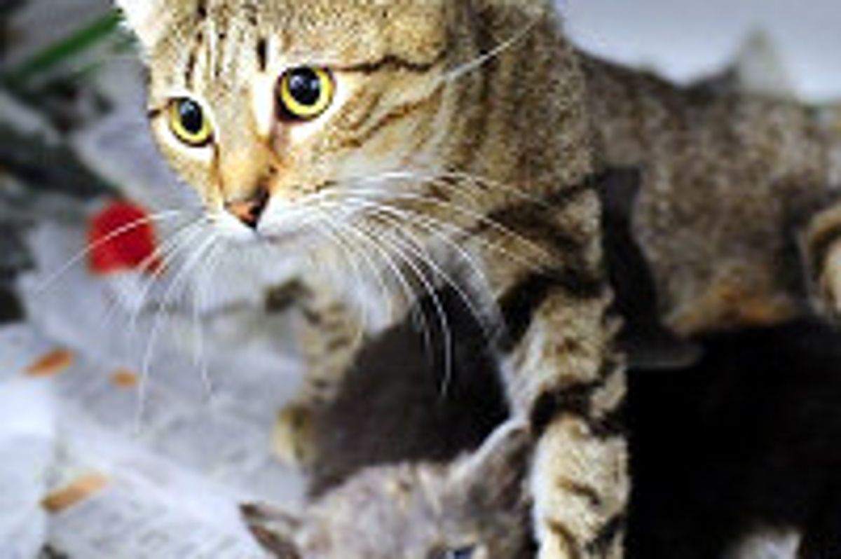 Rescue Cat Adopts Orphan Kittens, Need Foster Home