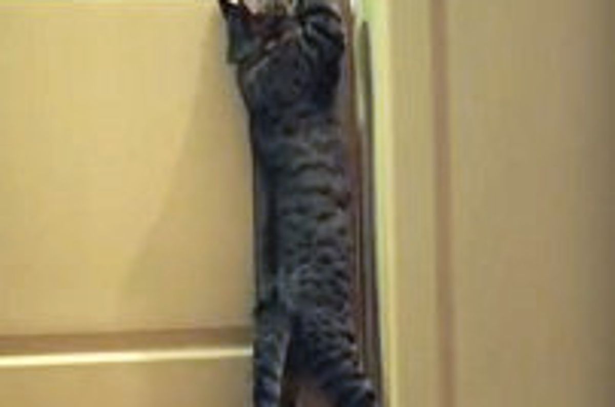 Oskar the Blind Cat Playing on the Bed and Opening a Closed Door