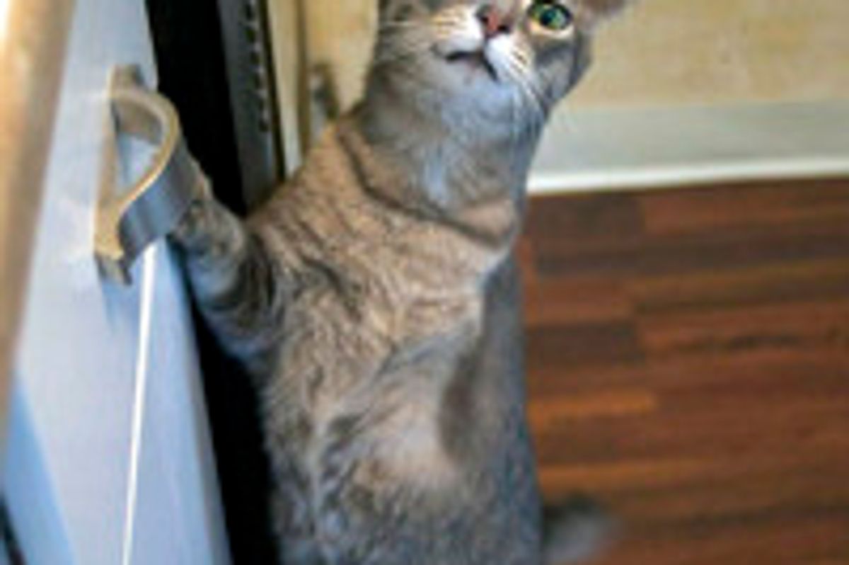 Pythagoras the Tripod Cat