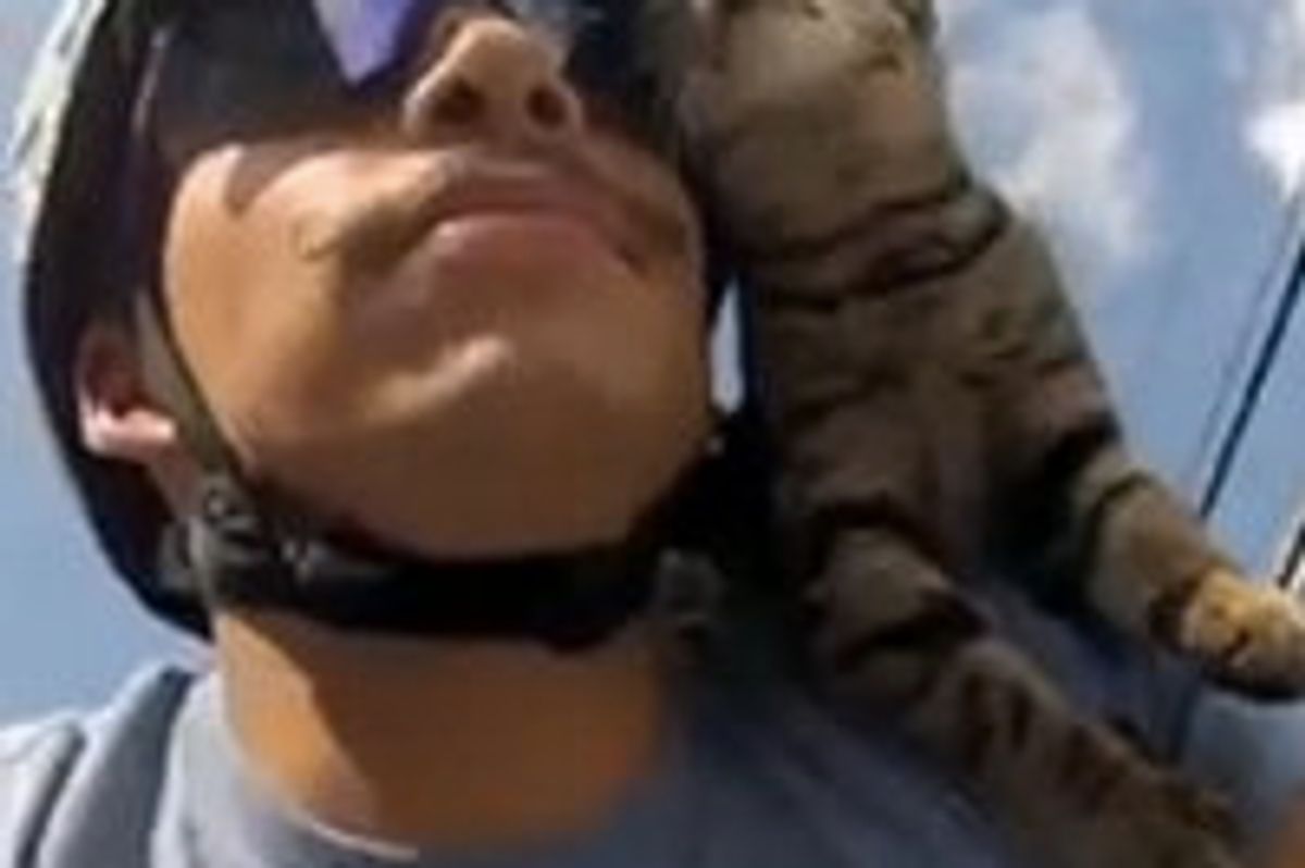 Cat Rides on Bicycle with His Dad