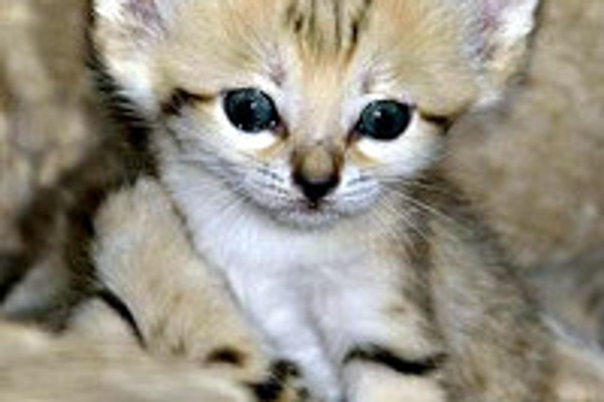 Extinct Species in Israel, Sand Cat Kittens Emerge at Zoo Tel Aviv