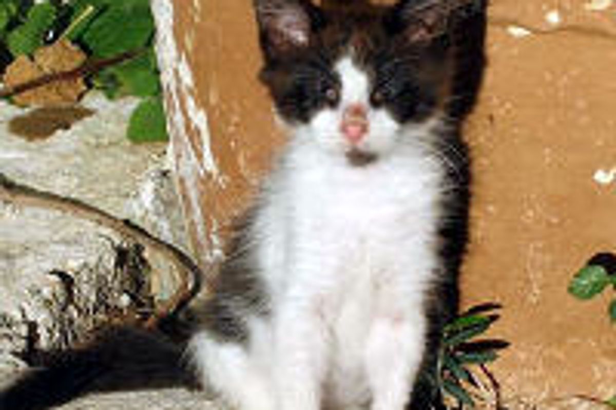 Cat with No Eyes, Journey from Greece to America