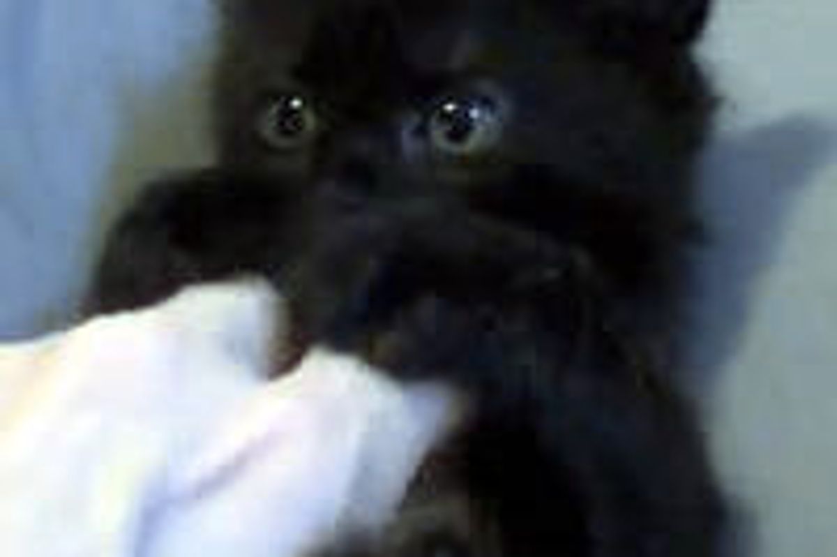 Ticklish Black Kitty: Then and Now