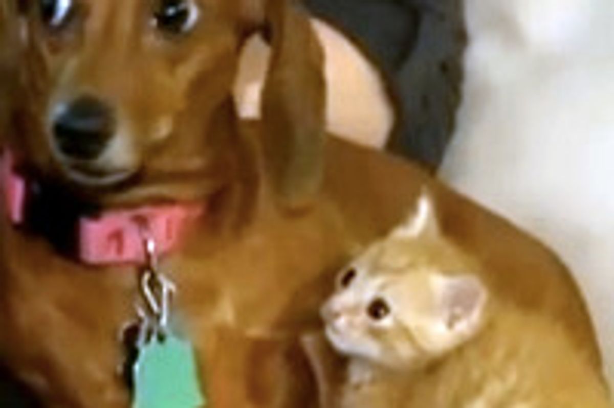 Orphan Kitten Adopted by Dachshund
