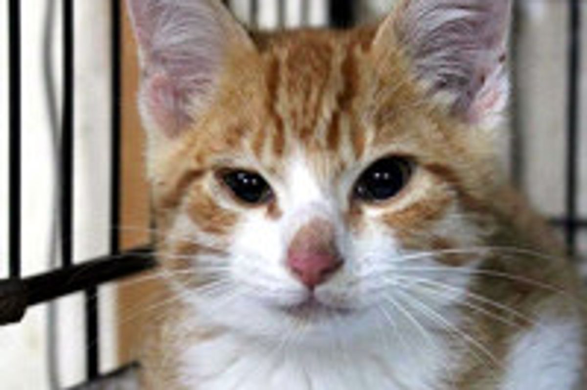 Little Furry Survivor from Disaster Area in Japan Made Incredible Comeback