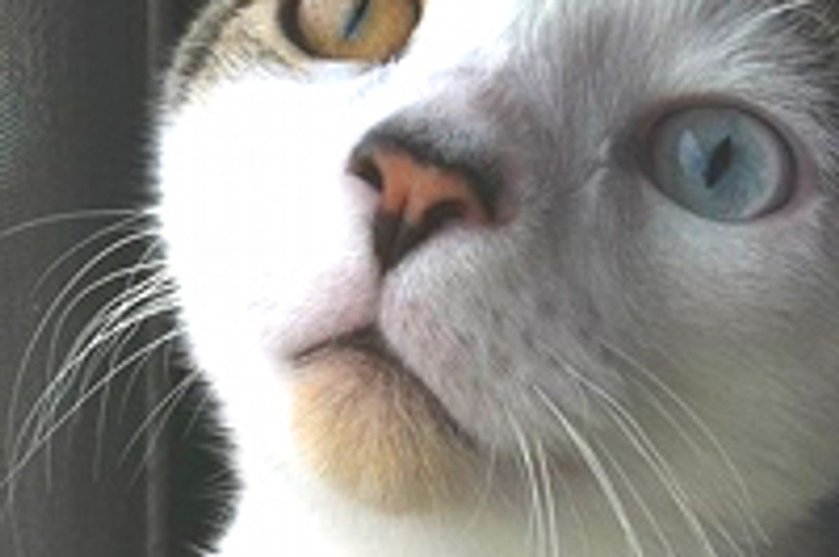 Odd-eyed Kitty Lux and His Story