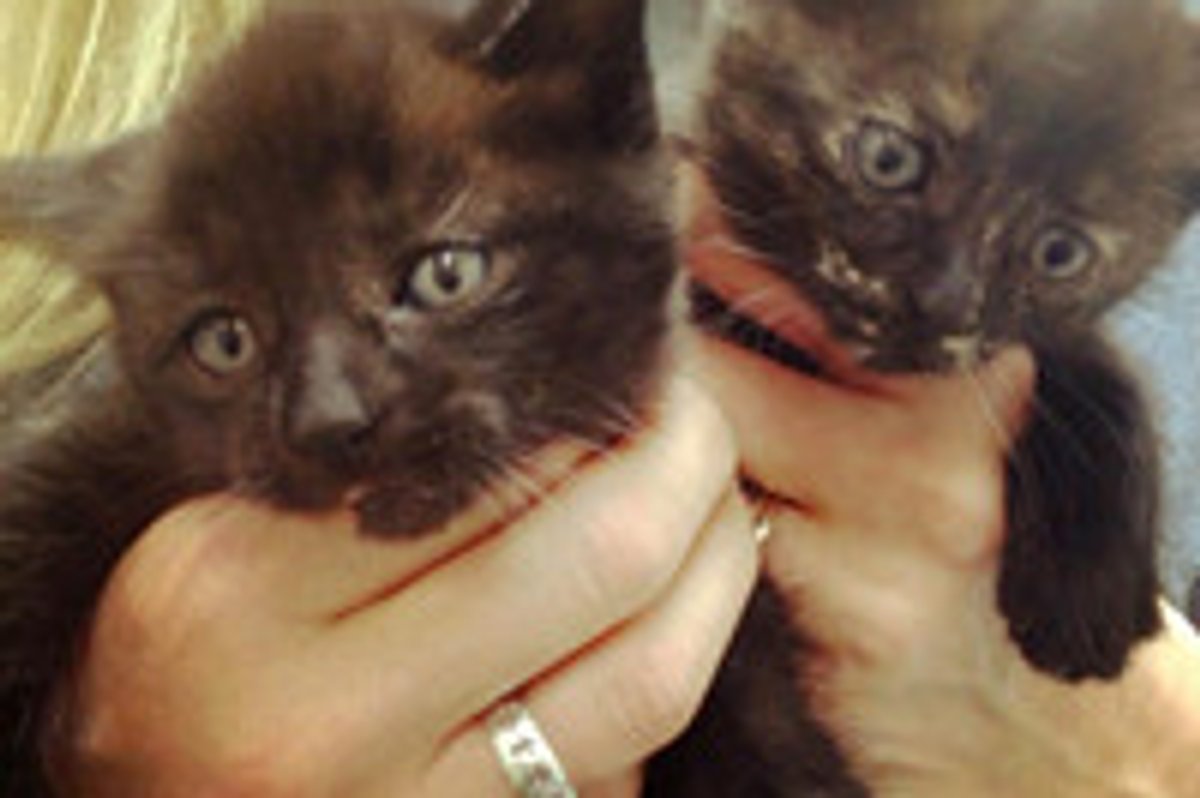 Kittens Rescued from Car Engine; Cat Mama Stood by During Rescue